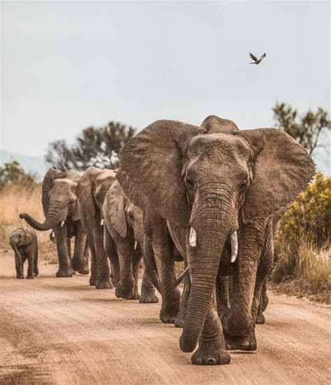 Africas Explosive Population Growth Pushing Endangered Elephants