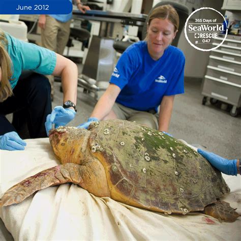 This Loggerhead Turtle Appeared To Be Hit By A Boat It Was Rescued And