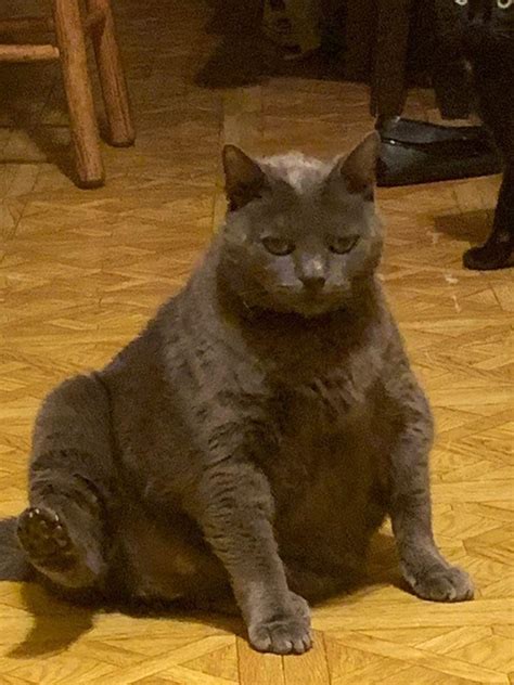 Big Chungus Cat This Rchonkers