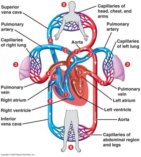 Flow Chart Blood Circulation