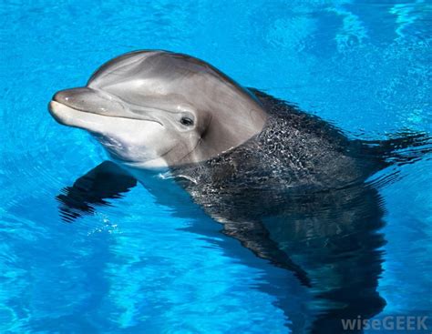 Mammals That Live In The Ocean - Pets Lovers