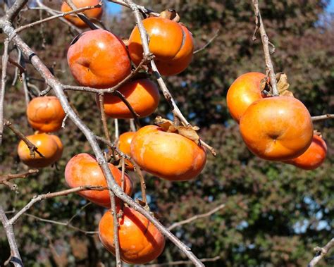 Do All Persimmon Trees Bear Fruit Fruit Trees
