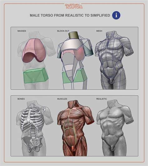 Artstation Male Torso Anatomy For Sculptors Anatomy For Artists