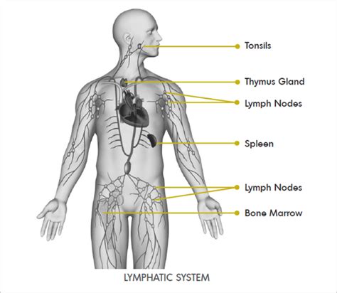Lymphatic System Lymphoma Canada