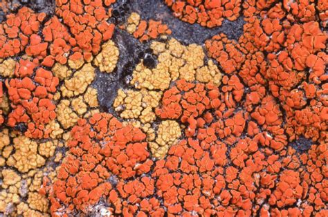 Close Up Of Rich Growths Of Colourful Crustose Lichens Growing On A