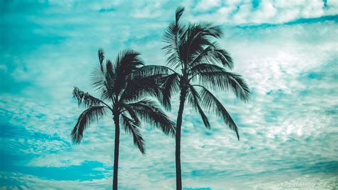 4k Palm Trees Tops Sky Wallpaper 3840x2160