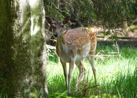 Då Naturfotografer I Danmark