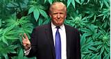 Marijuana Legalization And Trump