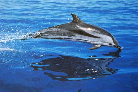 Dolphins are in fact whales, and some whales are in fact dolphins. The Dolphins and Their Superpowers - Wow Amazing