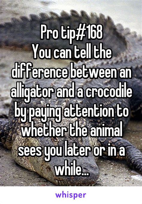 Pro Tip168 You Can Tell The Difference Between An Alligator And A