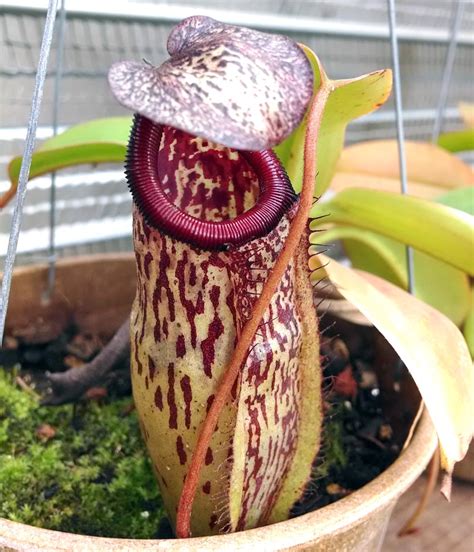 Whether it's the trendy geometric shapes or the untouchable aura, cactus is an exciting living plant that has great impact in an interior and often generations long sympathize with his owners. Nepenthes "Gothica" - Cactus Jungle