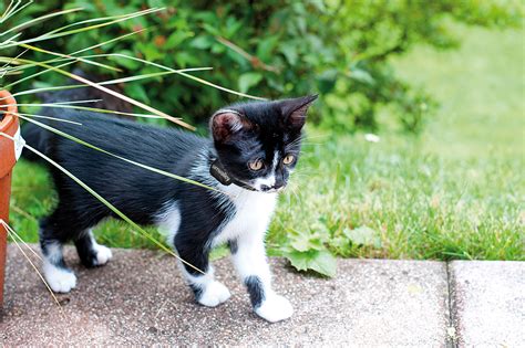 Große auswahl an gps tracker hund & katze auf dem conrad marktplatz gratis lieferung ab 59,50 € bis zu 3 jahre garantie mit kostenloser kundenkarte möglich. http://www.pearl.de/...