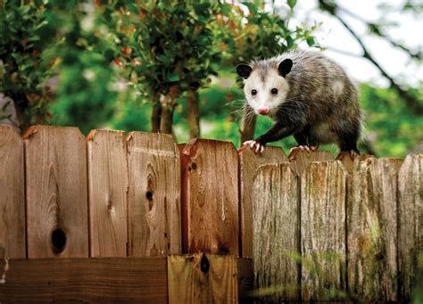 Awesome Opossums The Buzz Magazines