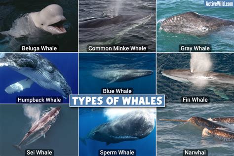 Types Of Whales Pictures And Facts On Every Living Whale Species