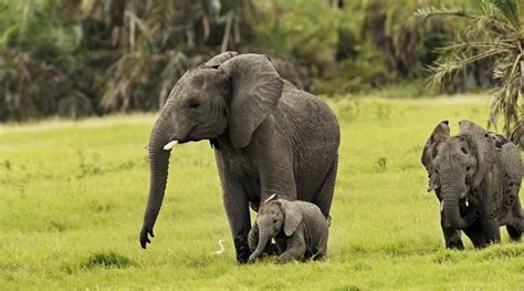 They can grow to a size of 50 cm (20 inches). List: 20 Must See African Animals When on a Safari - Safari Animals