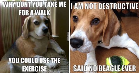 30 Best Beagle Memes Of All Time The Paws