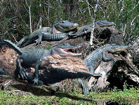 How To See Alligators On A Louisiana Swamp Tour