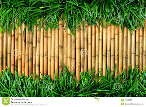 Bamboo Wall And Grass Stock Photo Image Of Bamboo Early 20868672