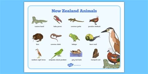 Cursive New Zealand Animals Word Mat Teacher Made