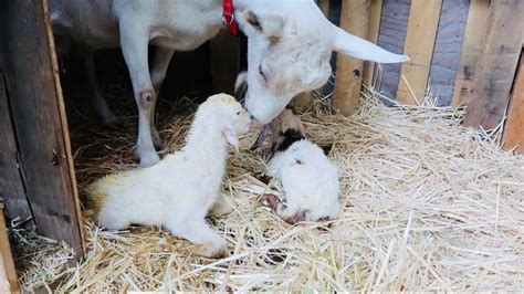 Alpine Goat Giving Birth To Twins Youtube