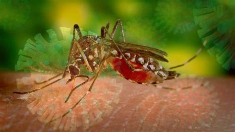 This site was last updated 5/13/2021 10:45 am Pequeña de 7 años se contagia de Covid-19 y dengue, al ...