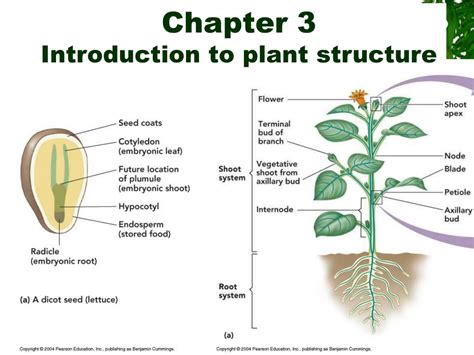 Ppt Chapter 3 Introduction To Plant Structure Powerpoint Presentation
