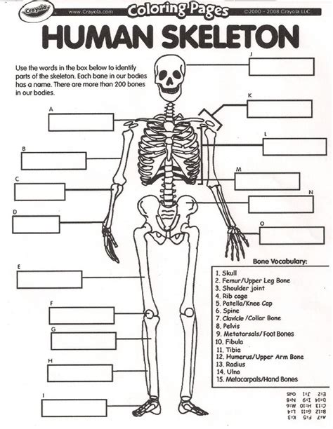 Unlabeled Diagram Of The Human Skeleton Human Body