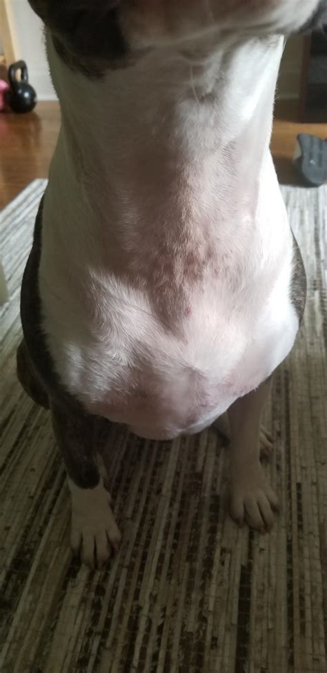 Bull Terrier Skin Bumps And Redness Can Anyone Help