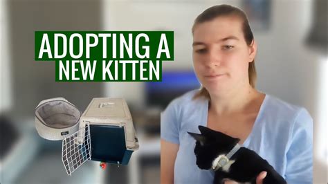 I Adopted A Fostered Cat Meet My New Kitten Youtube