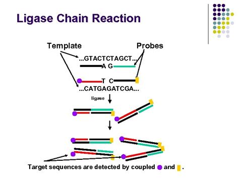 Chapter 7 Nucleic Acid Amplification Techniques Donna C