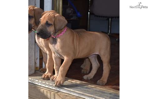 Pink Girl Great Dane Puppy For Sale Near Springfield Missouri