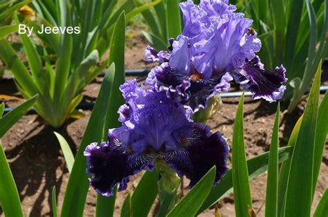 How To Plant Grow And Propagate Iris Flower Patch Farmhouse