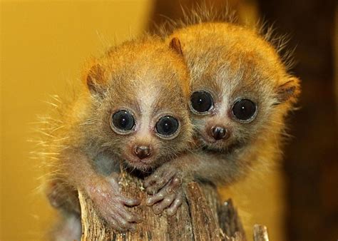 Meet Nova And Sol Baby Pygmy Slow Loris Twins Have Names