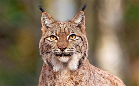 Lynx Wallpapers Wallpaper Cave