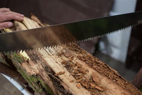 Cutting Trees For Firewood Hand Saw Cutting Stock Photo Image Of