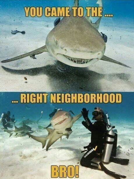 Pin By Kelly Mcclure On Funny Animal Jokes Sharks Funny