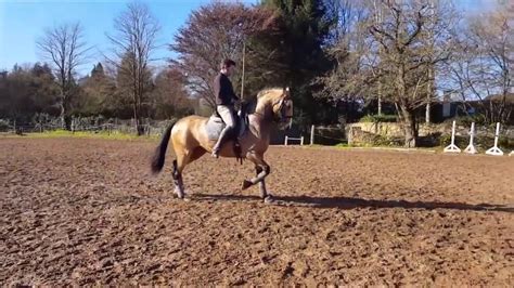 Check out the newest sso horses the lusitano horse! golden buckskin Lusitano Stallion - YouTube