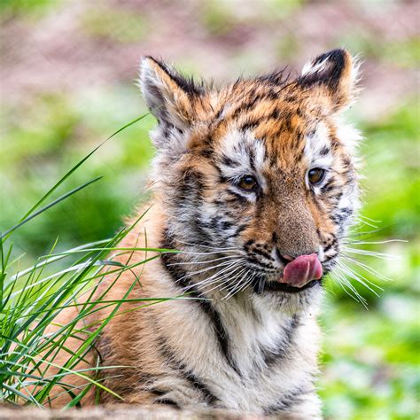 Download Wallpaper 3415x3415 Tiger Tiger Cub Protruding Tongue Funny