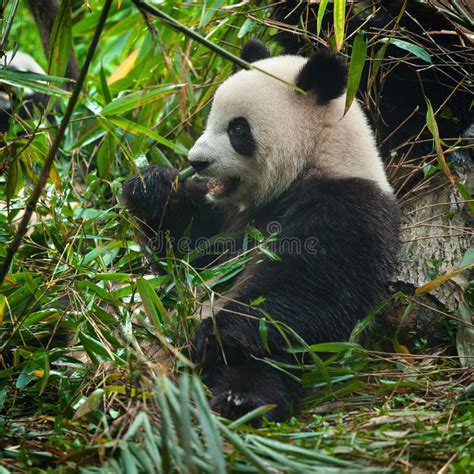 Cute Giant Panda Bear Posing For Camera Stock Photo Image Of China