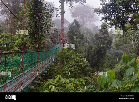 The Canopy Walkway In The Dipterocarp Rainforest Of Danum Valley Sabah