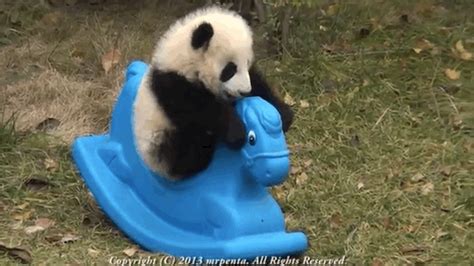 Animals For Baby Endangered Animals Cute Animals Baby Panda Panda