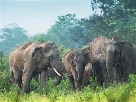 Why Indian Elephants Are Endangered And What We Can Do