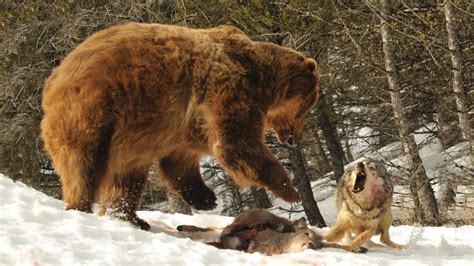 Bear Vs Wolf Download Hd Wallpapers And Free Images
