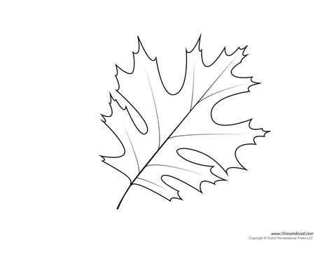 Oak Leaf Drawing Template At Getdrawings Free Download