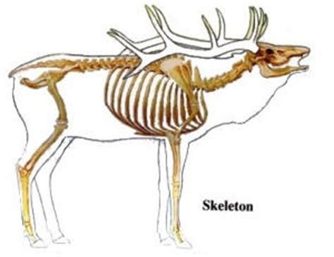 Elk Anatomy | ZMA Productions