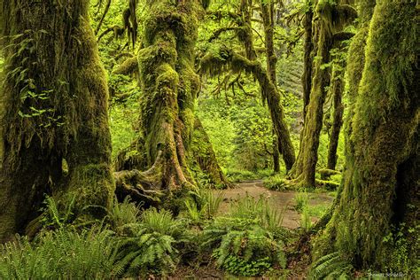 Hall Of Mosses Olympic National Park Photograph By Photos By Thom