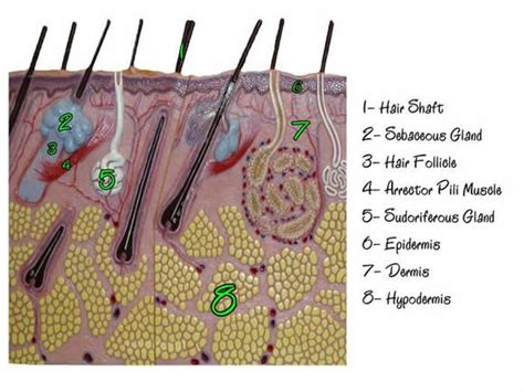 Models Of Skin Layers Of Epidermis Thin Skin Slide Thin Skin