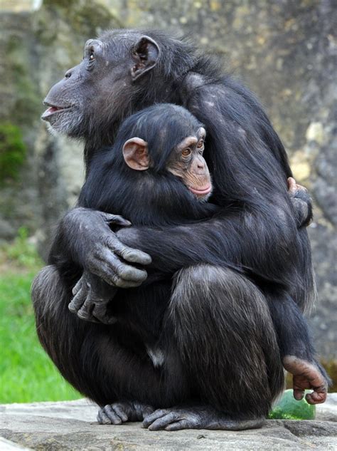 Monkey Hug Chimps Enjoy New Habitat In Sydney Zoo
