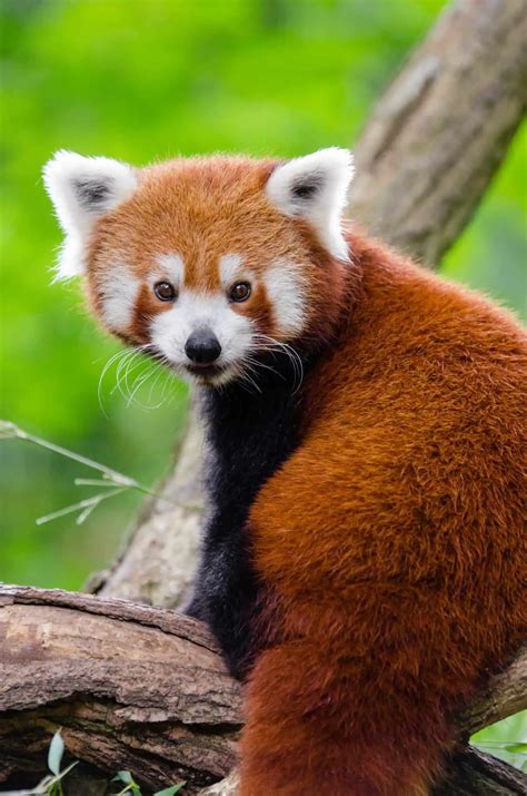 Meet The Red Panda Your New Favourite Animal Eluxe Magazine