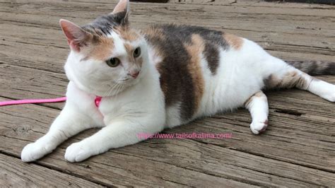 The Calico Cat Life Interesting Facts About Calico Cats Tails Of